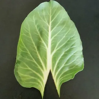 Rezept Capuns lowcarb glutenfrei keto