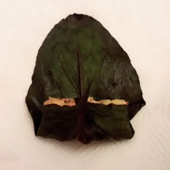 Rezept Capuns lowcarb glutenfrei keto