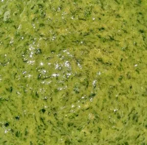 Rezept Bärlauch Kräuter Backofen Omelette low carb keto glutenfrei